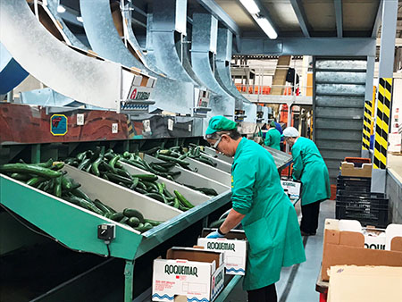 23032017164217_trabajadoras_hortamar_envasando_pepino