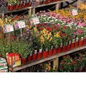 23072012104956_garden-center176x176