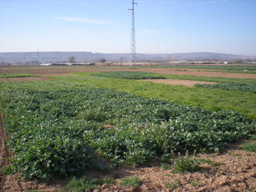 23112012121246_los-cultivos-cubierta-posibilitan-una-agricultura-mas-sostenible_image365_