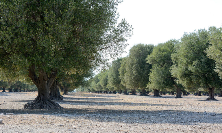 23112018110633_olivo-xylella-belgica
