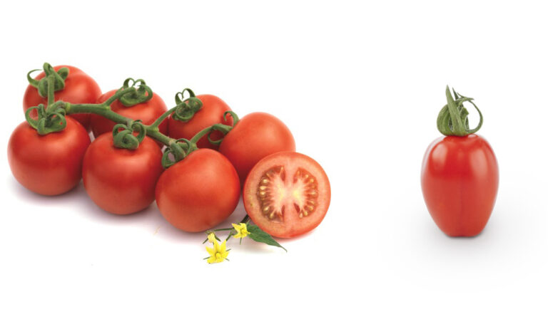 24012019160331_semillasfitotomate