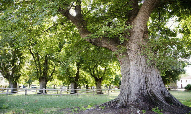 24092018090402_arbol_