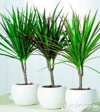 24112014085157_dracaena-marginata