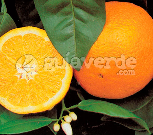 25092013114743_naranjo