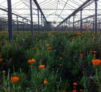 25102012130346_horticultura