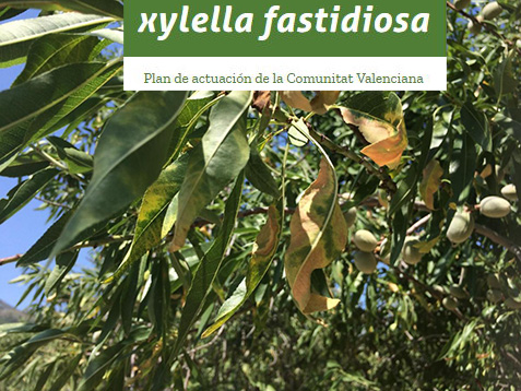 25102017105917_xylella_fastidiosa