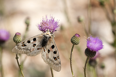 26062017133105_parnassius_apollo_h_d