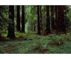 26072012155329_bosque