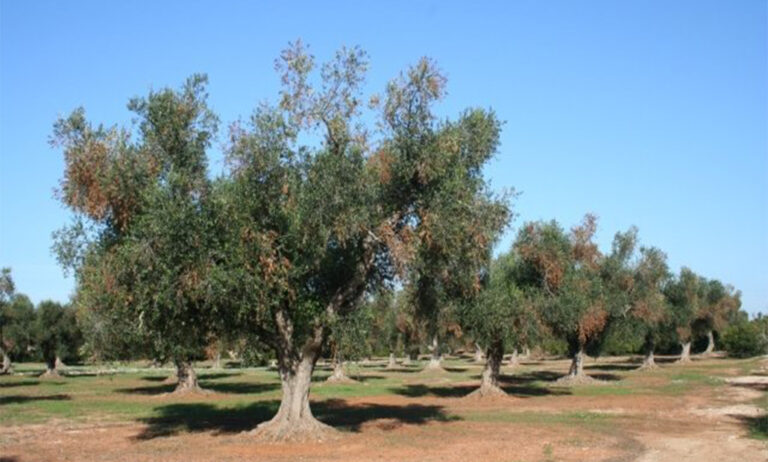 26122018092544_olivar-xylella-fastidiosa