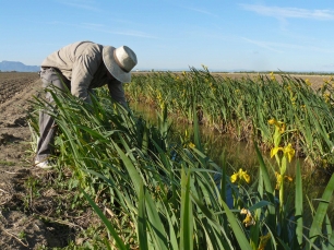 27042012101730_llaurador_lliris_albufera