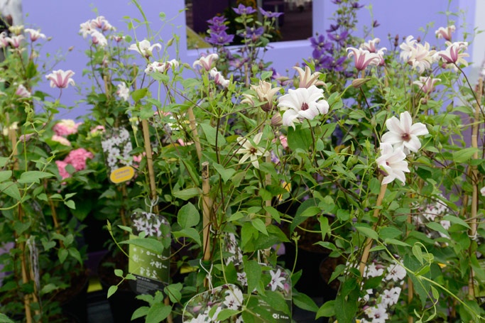 27082012142138_plantarium