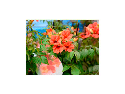 27082014144555_premio_plantarium1