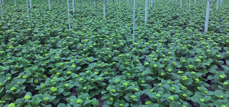 27102015151252_figueplant