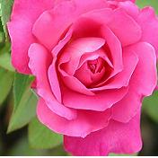 28052012155250_rosa