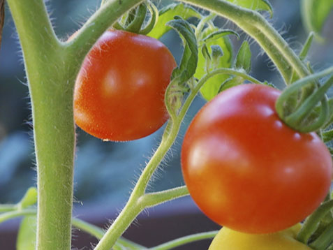 28062018103946_foto_imidra_y_algaenergy_tomate_1