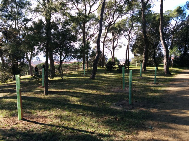 29012015162210_bosques_sostenibles