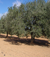 29042014155353_olivar
