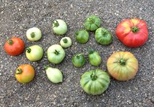 29062012141318_tomate