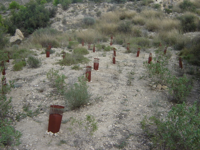 29082017124046_repoblacion_forestal