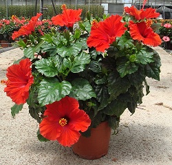 29102012114233_hibiscus_c_17_13_rev1