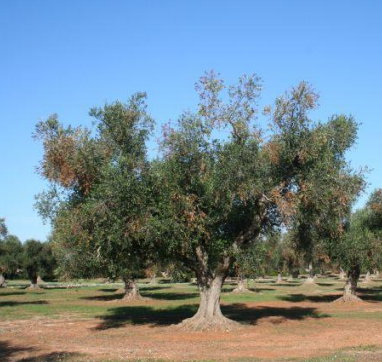 30062017140404_xylella