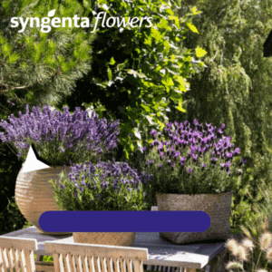 Lavandulas Syngenta Flowers