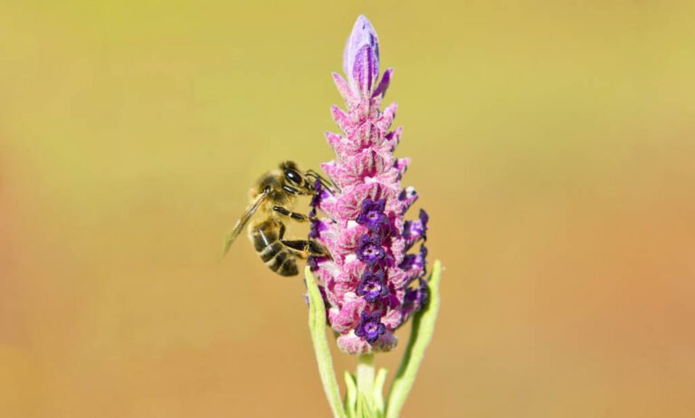 abeja_23092020081724