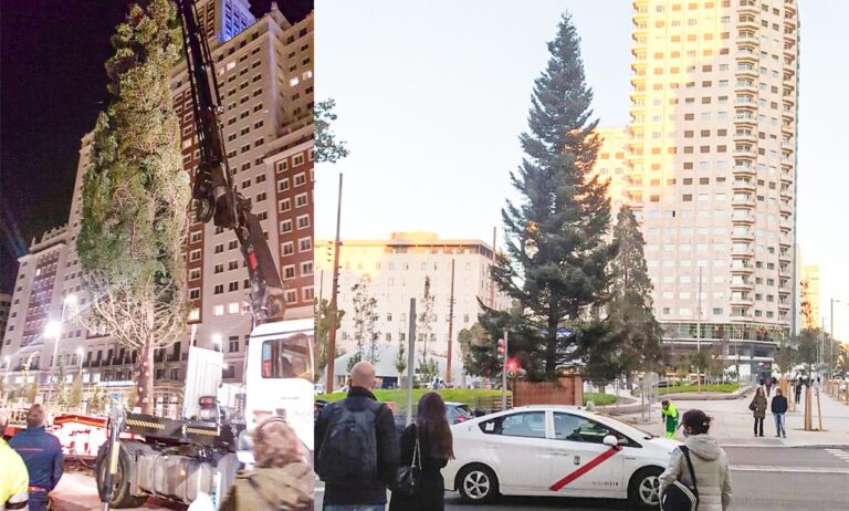 abeto1_12112021131745