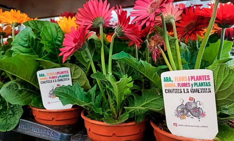 acnur_flores_y_plantas_03062022110238
