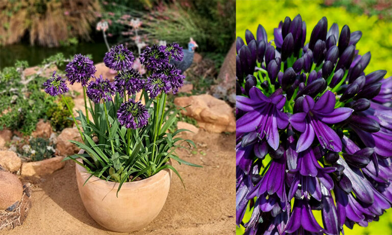 agapanthus-black-jack_24052023095607