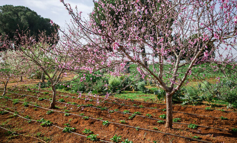 agricultura-ecologica_22042020140824