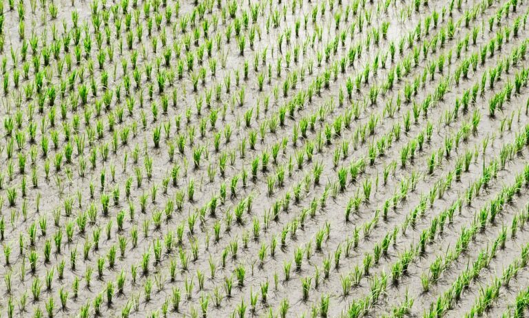 agricultura_02082019114311