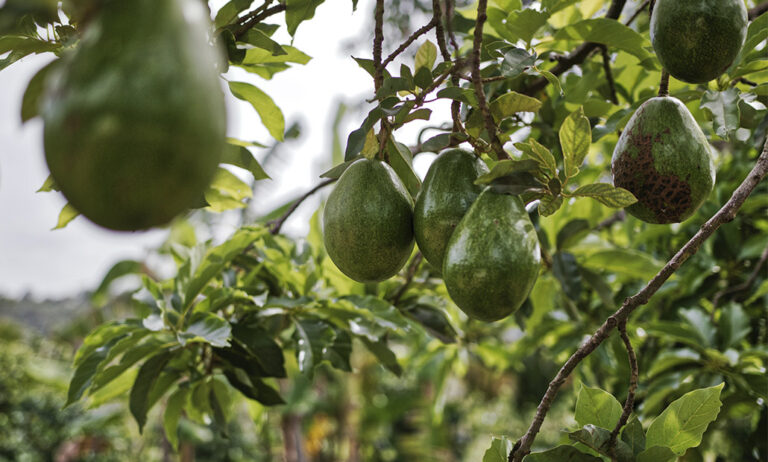 aguacate_05092022112315
