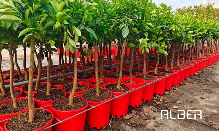 albermacetsascitricos_02052024132953