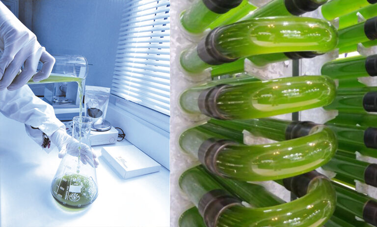 algaenergy_14042020090826