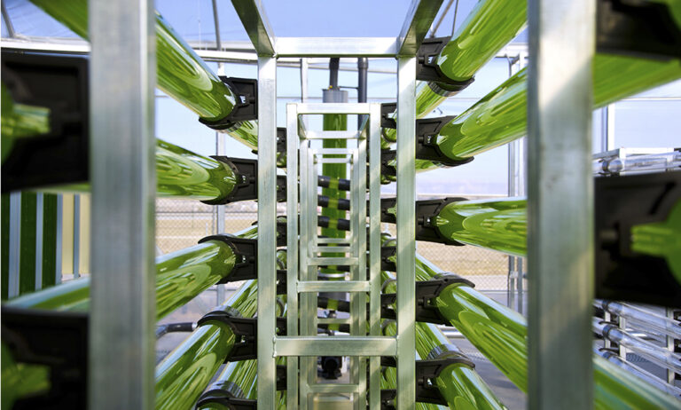 algaenergy_19092019095236