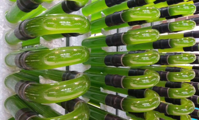 algaenergy_27082019101120