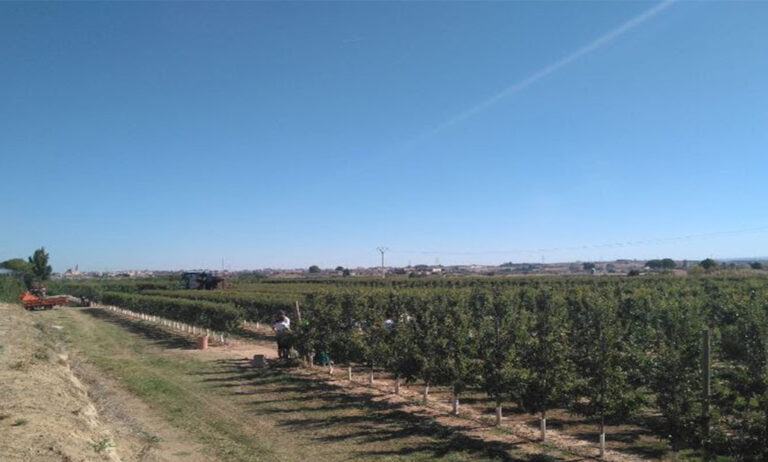 almendra_ecologica_irta_22072019082224