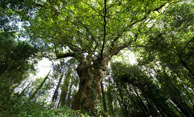 arbol2022_20102021103028