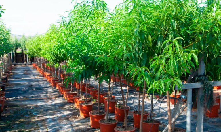 arboles-frutales-orvifrusa_22112023102658
