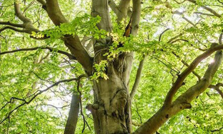 arborsystem_10072023090658