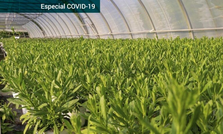 asfplant-covid_16032020120033