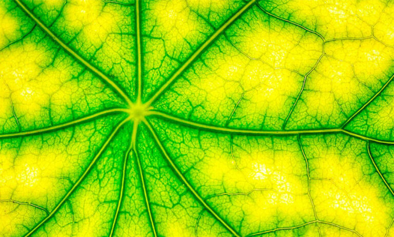 asimilacion-de-nutrientes-por-las-plantas_14072022141905