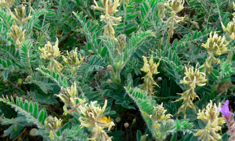 astragalus_nitidiflorus_26032021123526