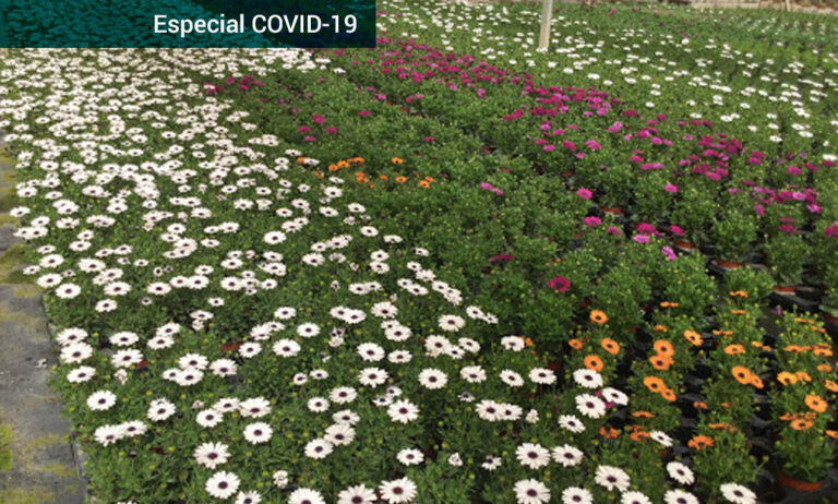 ayudas-covid-flores_01042020082617