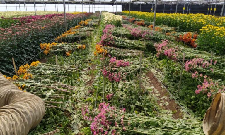 ayudas-sector-plantas_09072020064657