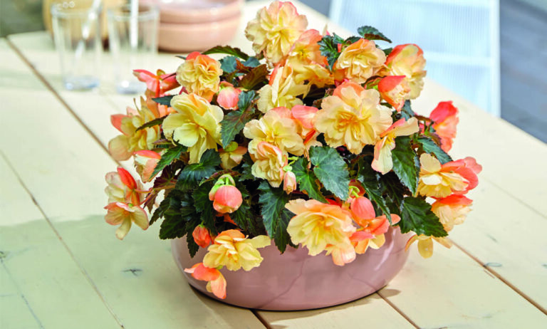 begonia_dummen_orange_30062021104612