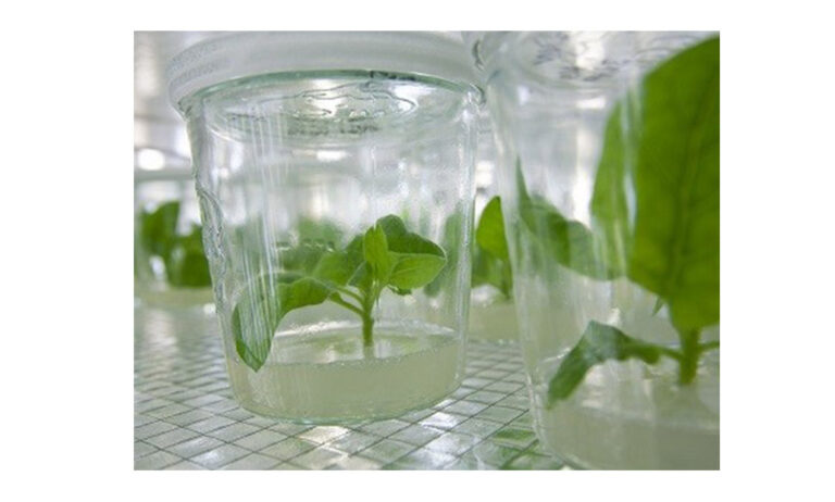 biovegen_27052020075558