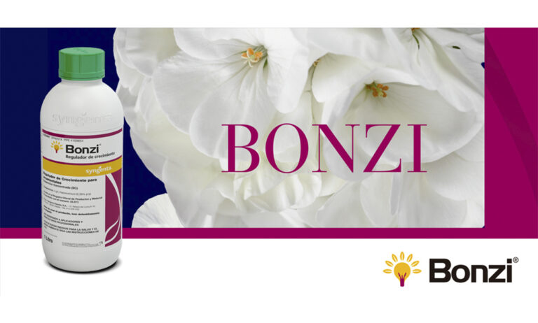 bonzi_08062022131842