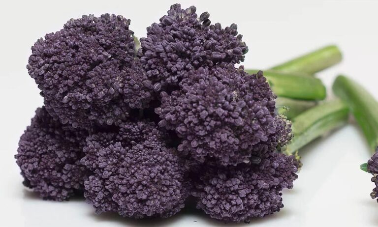 brocoli_morado_04112020085859